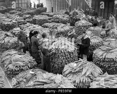 tobacco buyers Tobacco buyers inspect the offerings at a warehouse in Weston, Missouri,  ca. 1950 Stock Photo