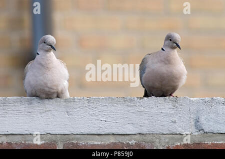 Eurasian Collared Dove pair perched on roof garage; Turkse Tortel paar zittend op dak garage Stock Photo