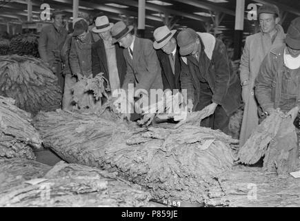 tobacco buyers Tobacco buyers inspect the offerings at a warehouse in Weston, Missouri,  ca. 1950 Stock Photo