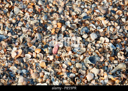 Large collection of sea shells on a beach Stock Photo