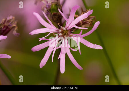 Closeup van bloem van Echte koekoeksbloem, Close-up of Ragged Robin flower Stock Photo