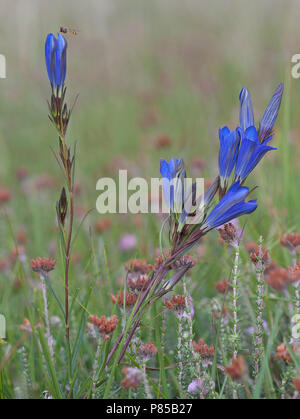 Klokjesgentiaan in weide, Marsh Gentian in meadow Stock Photo