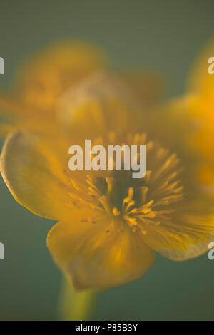 Dotterbloem, Marsh Marigold, Caltha palustrus Stock Photo