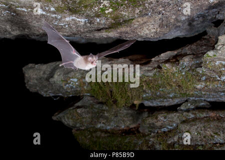Paarse Hoefijzerneus verlaat grot,  Mediterranean Horseshoe Bat leaving cave Stock Photo