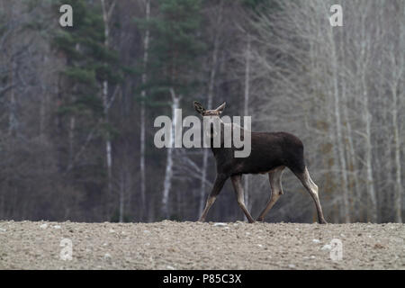 Eland, Eurasian elk Stock Photo