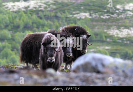 Musk Oxes in Norway Stock Photo