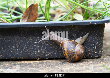 A Garden Snail, Helix aspersa, on the side of a black plastic seed tray containing garden plants, UK. Stock Photo