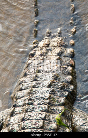 Nijlkrokodil half onder water; Nile Crocodile submerged Stock Photo