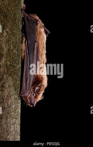 Hangende Rosse Vleermuis, Common Noctule hanging Stock Photo