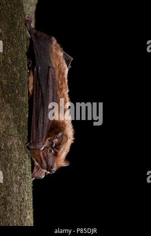 Hangende Rosse Vleermuis, Common Noctule hanging Stock Photo