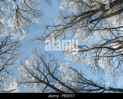 Frozen branches of trees with ice crystals viewed from below Stock Photo