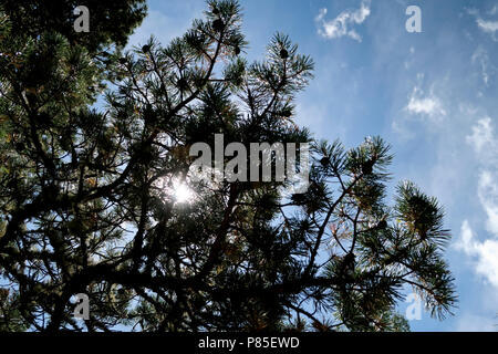 Sunshine through fronds of Scots Pine tree Stock Photo