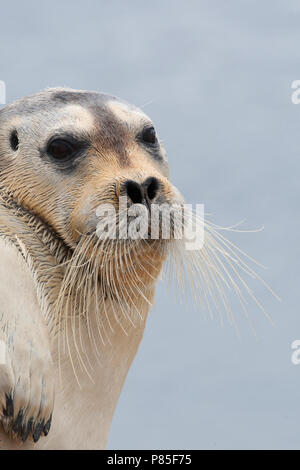 Baardrob, Bearded seal Stock Photo - Alamy