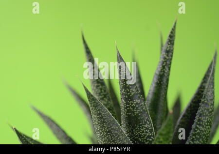 Succulent and cactus in a white flower pot on a solid bright color background with copy space. Modern minimalist home decor. Stock Photo