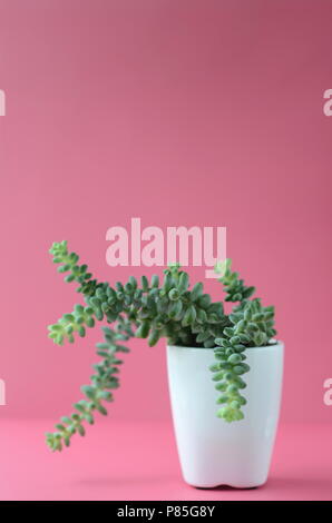 Succulent and cactus in a white flower pot on a solid bright color background with copy space. Modern minimalist home decor. Stock Photo