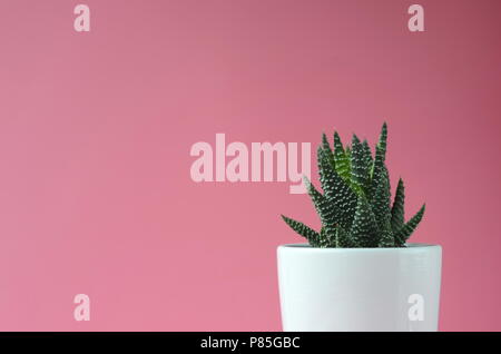 Succulent and cactus in a white flower pot on a solid bright color background with copy space. Modern minimalist home decor. Stock Photo