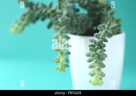 Succulent and cactus in a white flower pot on a solid bright color background with copy space. Modern minimalist home decor. Stock Photo
