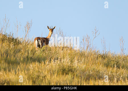 Berggazelle in Israël, Mountain Gazelle in Israel Stock Photo