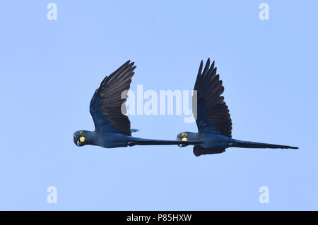 Endangered Lear's Macaw (Anodorhynchus leari), a very species with a highly restricted range in Brazil. Stock Photo