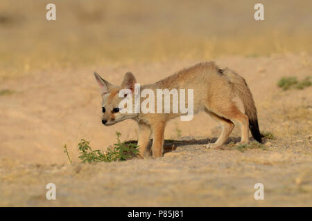 Bengaalse vos, Indian Fox, Vulpes bengalensis Stock Photo
