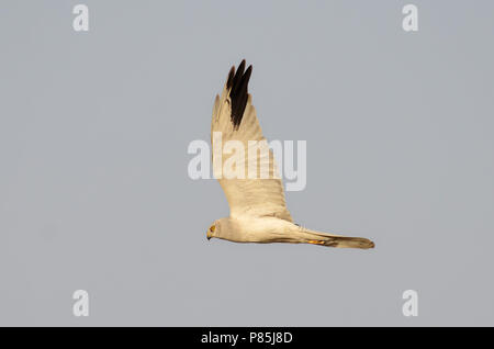 Vliegend mannetje Steppenkiekendief; Flying male Pallid harrier Stock Photo