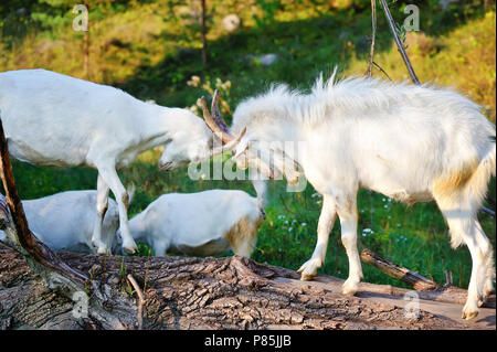 Two young goats on a farm playing head fight Stock Photo