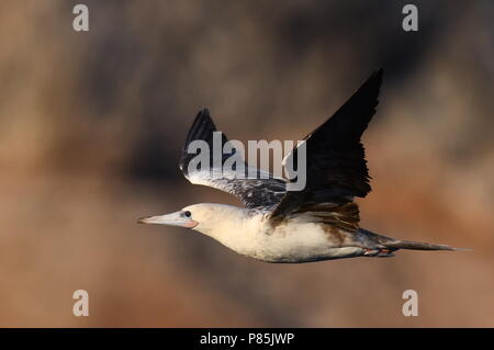 Red-footed Booby (Sula sula) in flight over the mid-atlantic ocean. Stock Photo