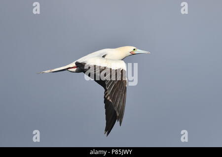 Red-footed Booby (Sula sula) in flight over the mid-atlantic ocean. Stock Photo