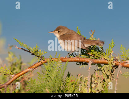 Struikrietzanger, Blyths Reed Warbler, Acrocephalus dumetorum Stock Photo