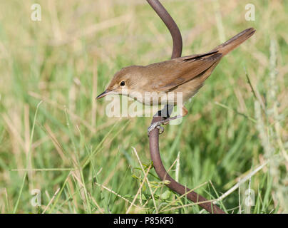 Struikrietzanger, Blyths Reed Warbler, Acrocephalus dumetorum Stock Photo