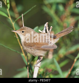 Struikrietzanger, Blyths Reed Warbler, Acrocephalus dumetorum Stock Photo