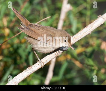 Struikrietzanger, Blyths Reed Warbler, Acrocephalus dumetorum Stock Photo