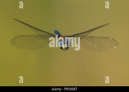 Vliegende Paardenbijter, Migrant Hawker in flight Stock Photo