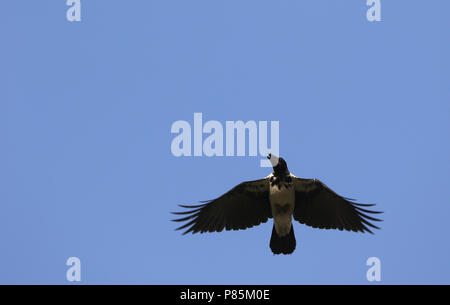 Mesopotamian Crwo, Corvus corone ssp. capellanus Stock Photo