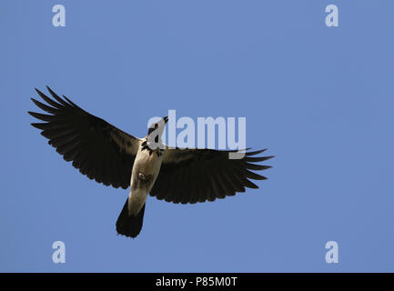 Mesopotamian Crwo, Corvus corone ssp. capellanus Stock Photo