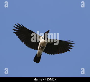 Mesopotamian Crwo, Corvus corone ssp. capellanus Stock Photo