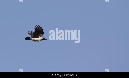 Mesopotamian Crwo, Corvus corone ssp. capellanus Stock Photo