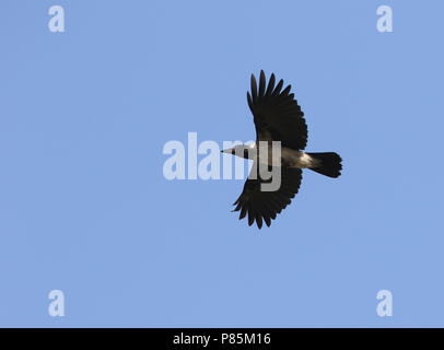 Mesopotamian Crwo, Corvus corone ssp. capellanus Stock Photo