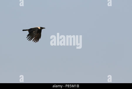 Mesopotamian Crwo, Corvus corone ssp. capellanus Stock Photo