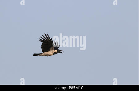 Mesopotamian Crwo, Corvus corone ssp. capellanus Stock Photo