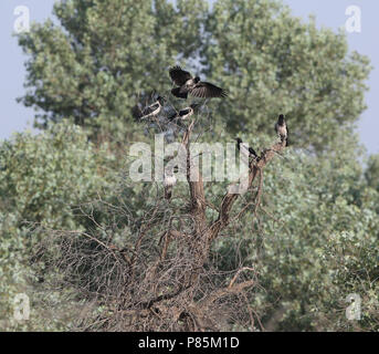 Mesopotamian Crwo, Corvus corone ssp. capellanus Stock Photo