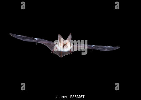 Gewone Grootoorvleermuis vliegend, Brown Long-eared Bat flying Stock Photo