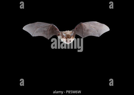 Gewone grootoorvleermuis vliegend, Brown long-eared bat flying Stock Photo