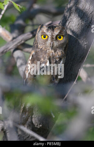 Oosterse Dwergooruil zittend in boom. Oriental Scops Owl sitting in tree Stock Photo