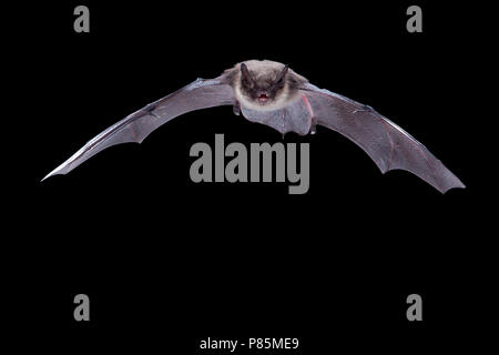 Baardvleermuis, Whiskered Bat, Myotis mystacinus Stock Photo