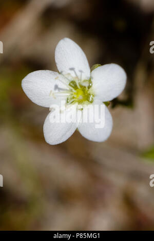 Krielparnassia komt vooral in de kuststreek voor; Knotted pearlwort is mainly found along the coast Stock Photo