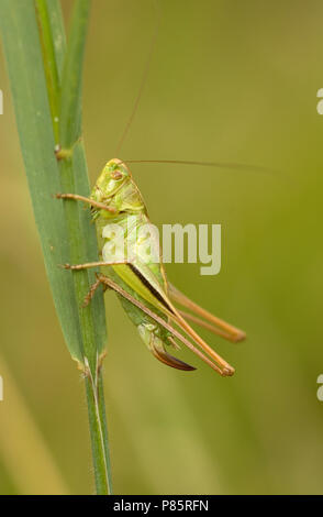 Vrouwtje Lichtgroene Sabelsprinkhaan Duitsland, Female Two-coloured Bush-cricket Germany Stock Photo