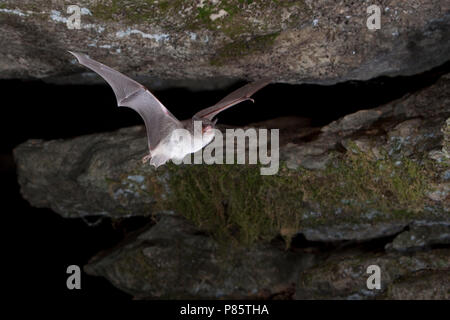 Capaccini's Vleermuis verlaat grot, Long Fingered bat leaving cave Stock Photo