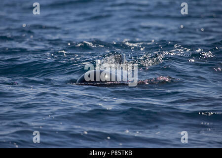 Long-finned Pilot Whale (Globicephala melas) swimming in the strait of Gibraltar off Tarifa Stock Photo