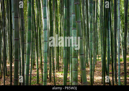 Bamboo forest in Japan Stock Photo